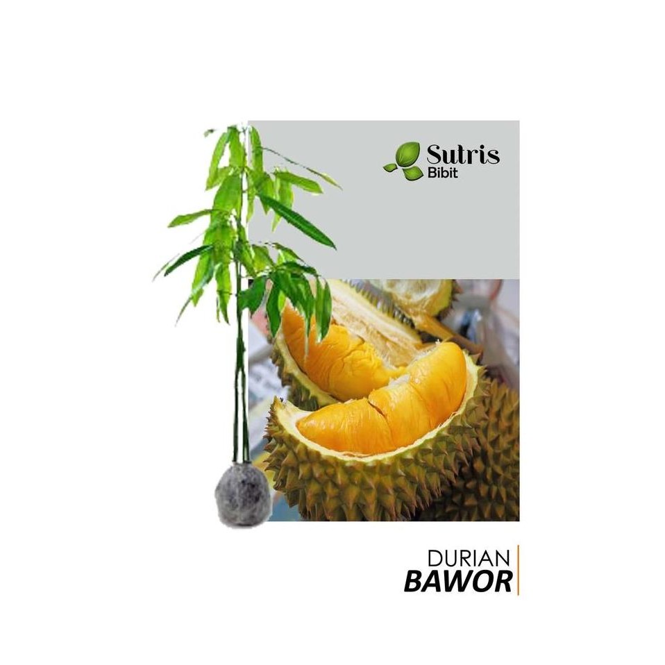 

Terlaris Bibit Durian Bawor Super 150 Cm