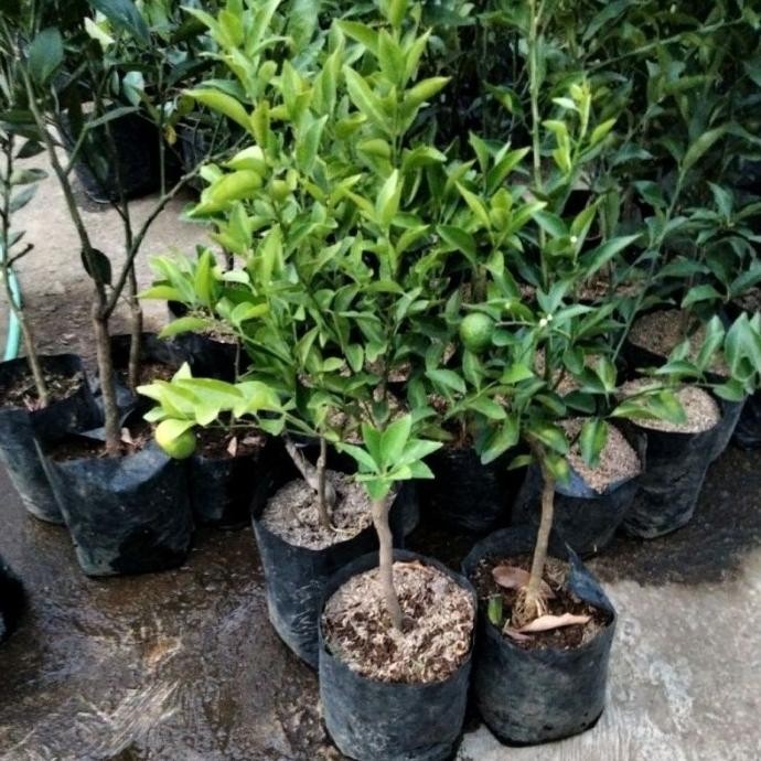 

Terlaris Bibit Jeruk Nipis Asli Okulasi Kittwe 6010Gb