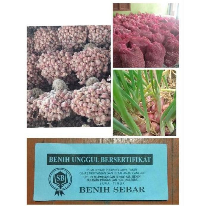 

Terlaris Original 10 Kg- Bibit Bawang Merah Berkualitas