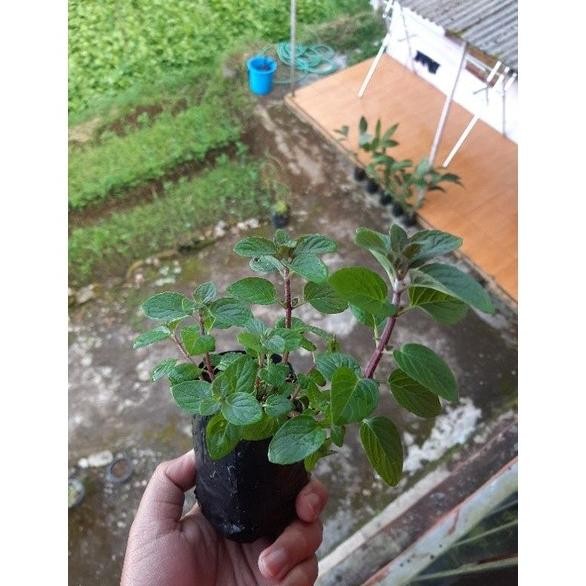 

Terlaris Bibit Mint, Daun Mint, Tanaman Mint, Banana Mint Kebtga 9999Fq