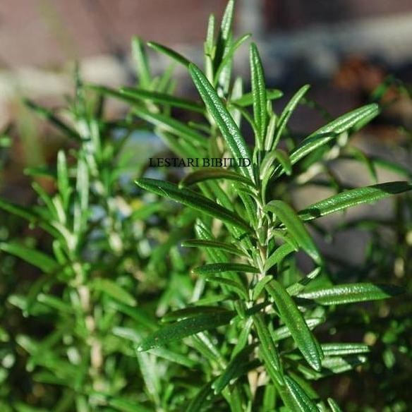 

Terlaris Bibit Tanaman Rosemary | Penyedap Masakan Rosemari