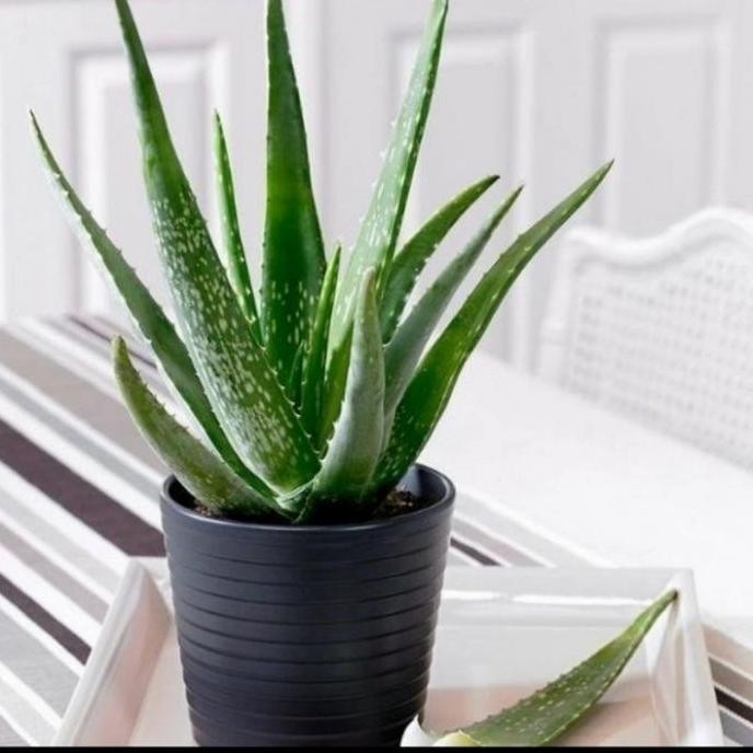 

Terlaris Pohon Lidah Buaya ( Bibit ) Aloevera Unggul