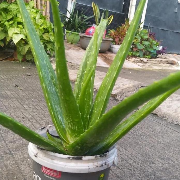 

Terlaris Jual Bibit Lidah Buaya Aloe Vera