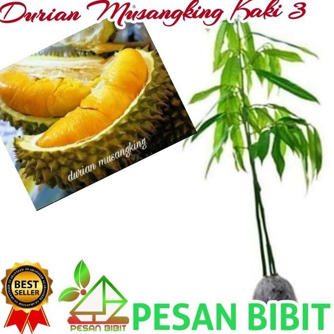 

Terlaris Bibit Durian Musangking Kaki 3