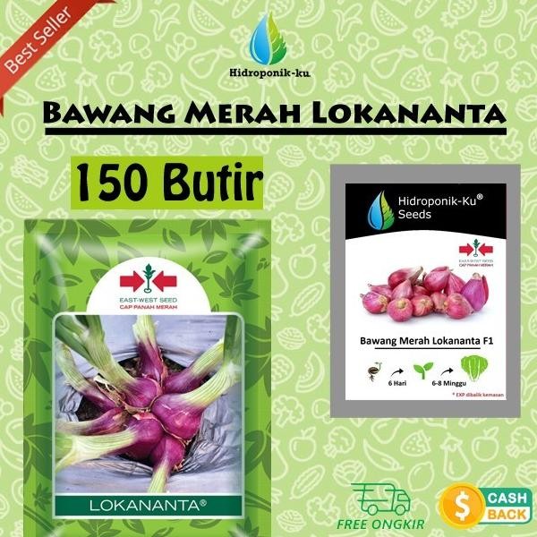

Terlaris Top" Benih/ Bibit Bawang Merah 150 Biji Lokananta F1 Hibrida Hidroponik Ku