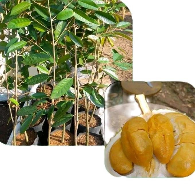 

Terlaris Bibit Durian Super Tembaga Asli Artificial Pohon Duren