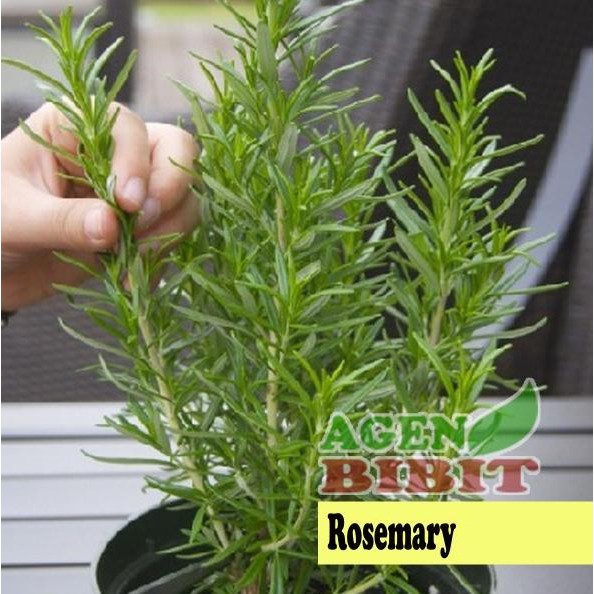 

Terlaris Bibit Tanaman Rosemary - Pohon Dn Rosemarry - Herbal Barang Super