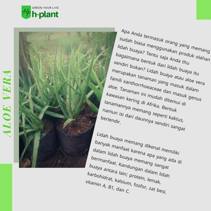 

Terlaris Bibit Tanaman Lidah Buaya (Aloe Vera)