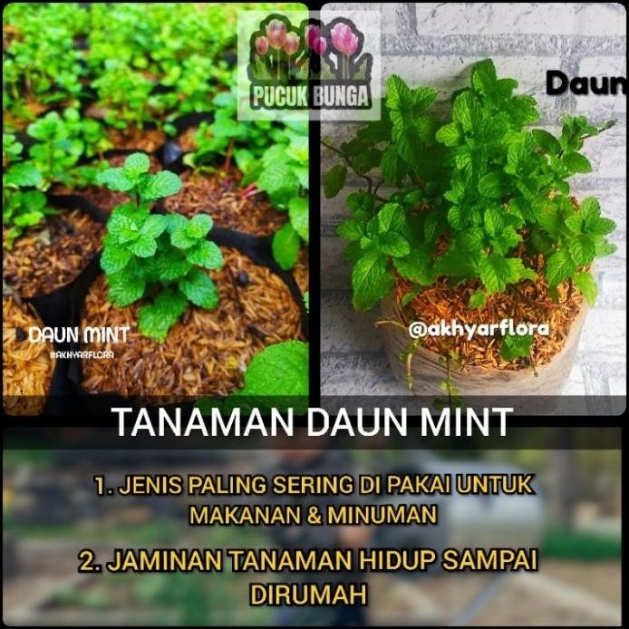 

Terlaris Tanaman Daun Mint Spearmint Bibit Daun Mint Tanaman Mint Tanaman