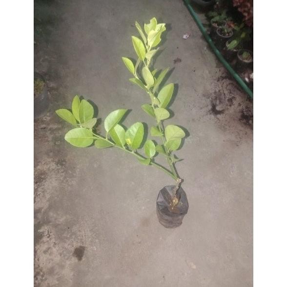 

Terlaris Bibit Tanaman Jeruk Nipis Jpcwmf 5462Sm