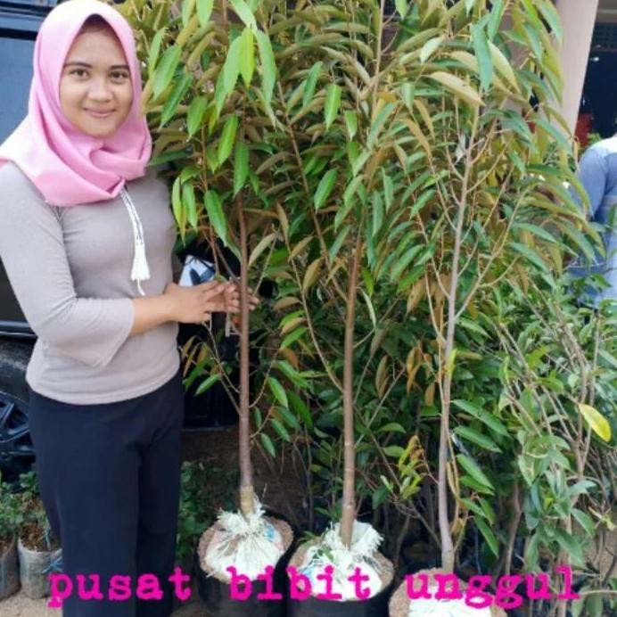 

Terlaris Bibit Buah Durian Tinggi 2 Meter Super Unggul