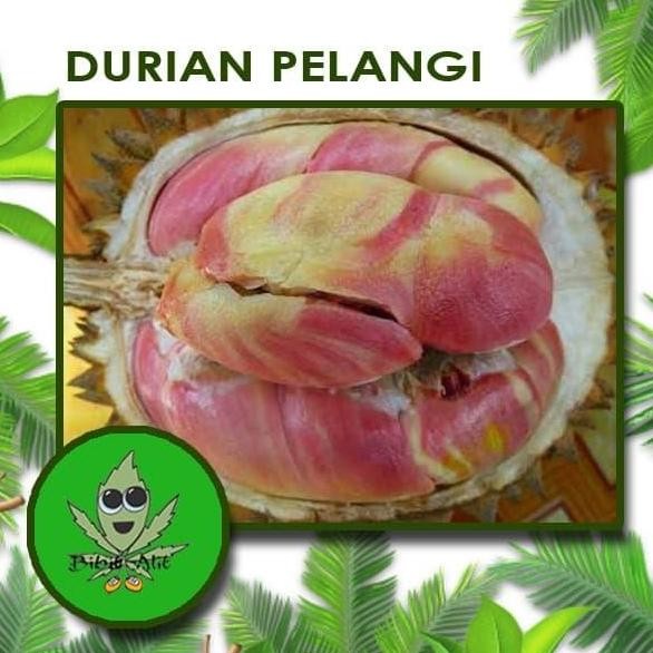 

Terlaris Paket 2 Bibit Durian Pelangi Dan Merah Banyuwangi Kaki 3