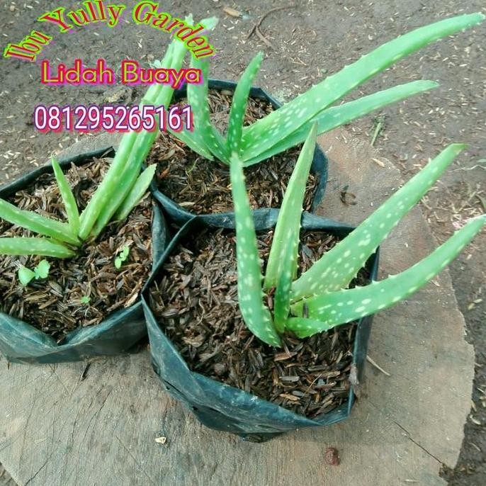 

Terlaris Bibit Tanaman Lidah Buaya