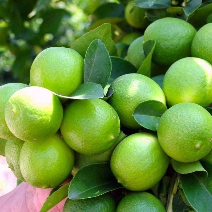 

Terlaris Bibit Tanaman Buah Jeruk Nipis Jumbo Murah