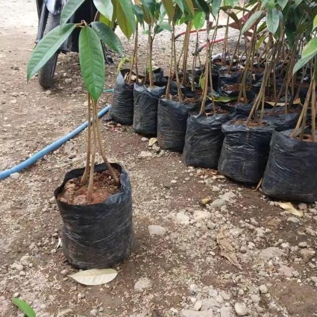 

Terlaris Bibit Durian Musangking Kaki 3