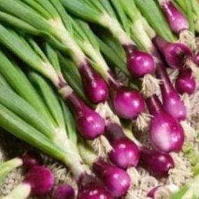 

Terlaris Bibit Benih Bawang Merah (50 Butir)