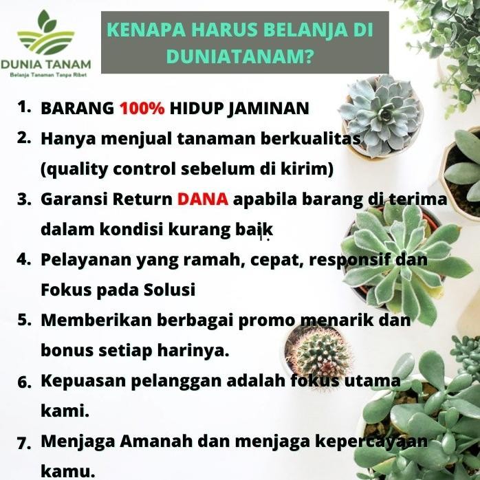 

Terlaris Bibit Jeruk Purut Santang Madu Sonkit Songkit Nipis Naga Gzxtrh 7917Ql