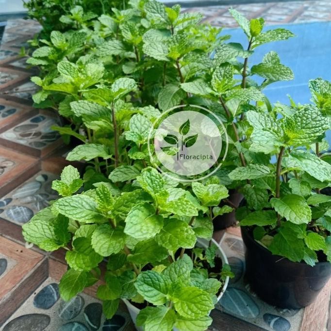 

Terlaris Um(1) Pohon Mint Menthol - Bibit Tanaman Mint Satu Pot - Daun Mint Herba