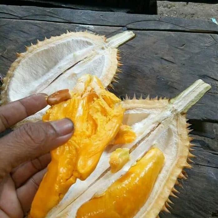 

Terlaris Bibit Tanaman Buah Durian Mantuala