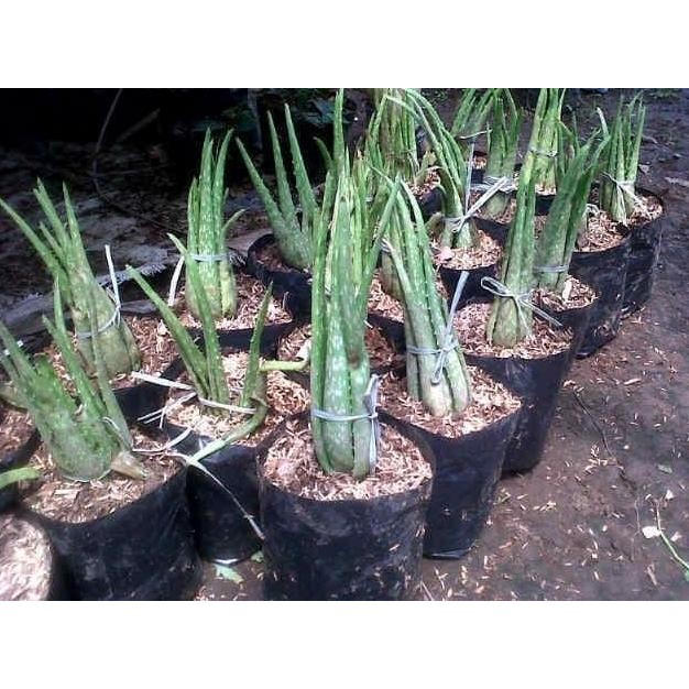

Terlaris Bibit Tanaman Lidah Buaya / Aloe Barbadensis Miller Murah