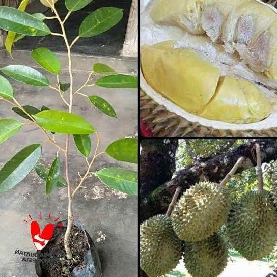 

Terlaris Bibit Durian Montong