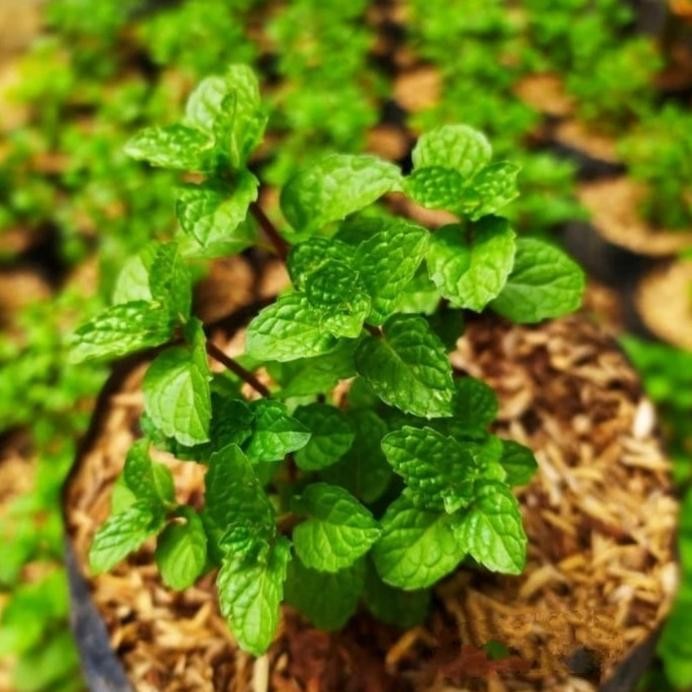 

Terlaris Best Tan Gantung Daun Mint Bibit Daun Mint Terima Kasih