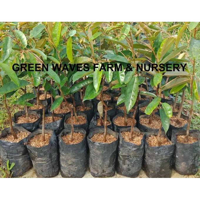 

Terlaris Bibit Durian Super Tembaga 60 Cm - 80 Cm
