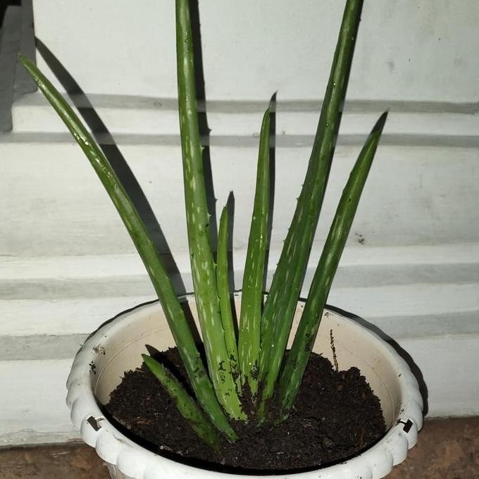 

Terlaris Bibit Tanaman Lidah Buaya