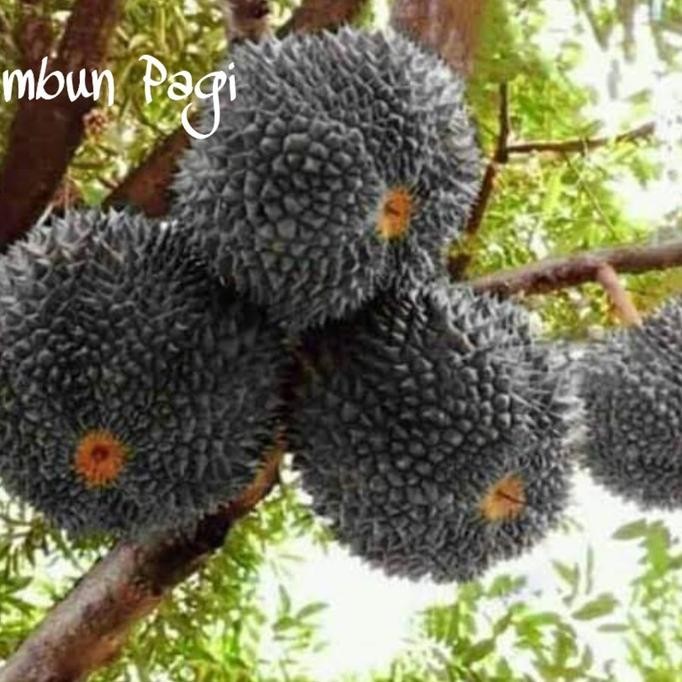 

Terlaris Mur4H1 Bibit Durian Once Atau Durian Duri Hitam Malaysia