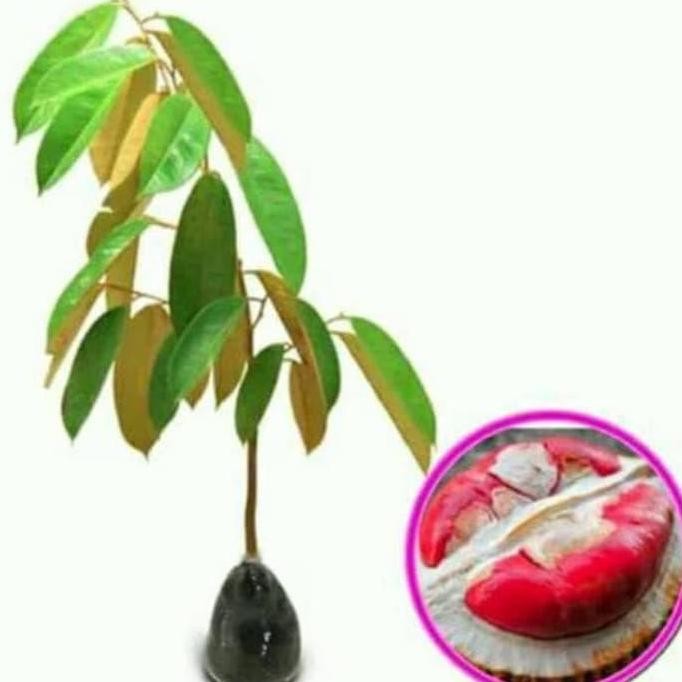 

Terlaris Bibit Durian Merah Unggul .