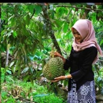 

Terlaris Bibit Durian Montong Kaki 3 Okulasi