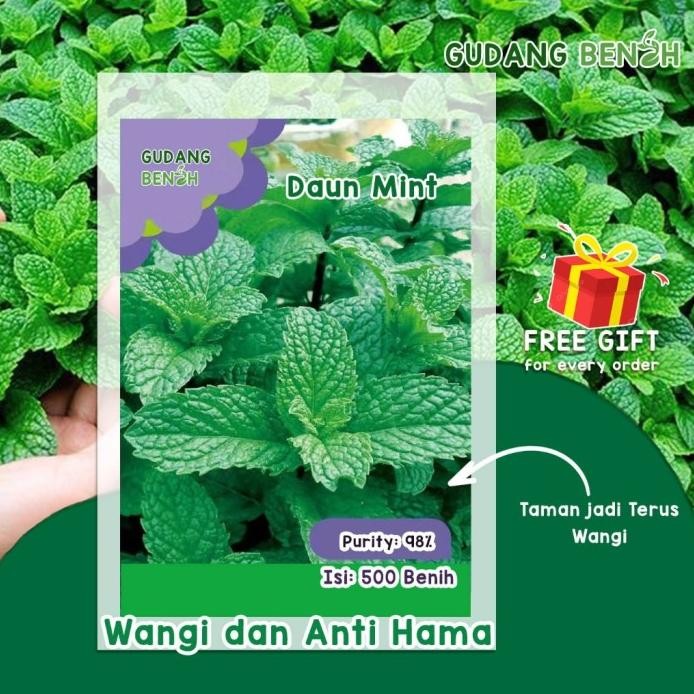 

Terlaris Promo Bibit Tanaman Daun Mint High Quality Isi 500 Benih Diskon