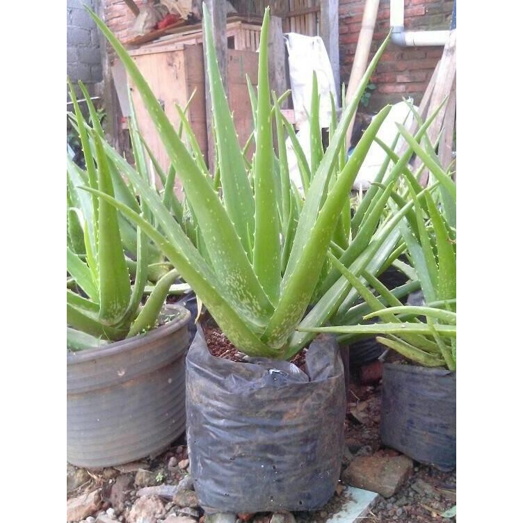 

Terlaris Bibit Tanaman Lidah Buaya Aloe Vera