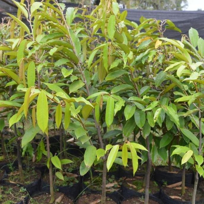 

Terlaris Bibit Durian Musang King Tinggi 1 Meter