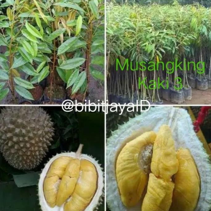 

Terlaris Bibit Durian Musangking Kaki 3 - Hasil Okulasi