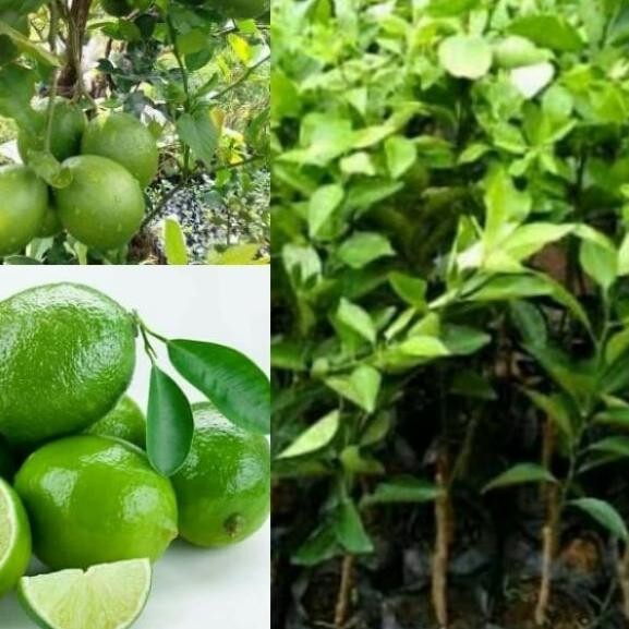 

Terlaris Bibit Pohon Jeruk Nipis/Mipis Lokal Organik Kwalitas Terbaik Bb82