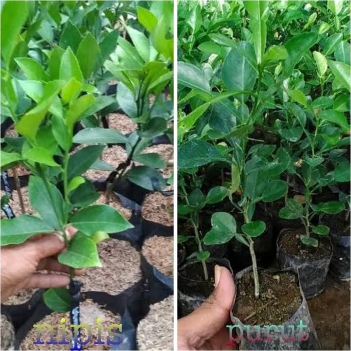 

Terlaris Paket 4 Pcs Bibit Jeruk Purut Dan Jeruk Nipis Jbt1