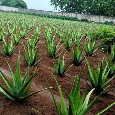 

Terlaris Best Bibit Lidah Buaya Chinensis Jumbo Lidah Kalimantan Size S
