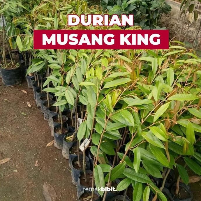 

Terlaris Ternakbibit - Bibit Durian Musang King Okulasi Kaki 1 Kualitas Premium