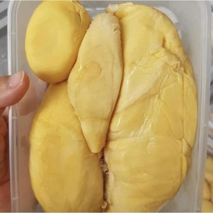 

Terlaris Bibit Pohon Durian Monthong Cepat Berbuah Hasil Okulasi/Montong Durian