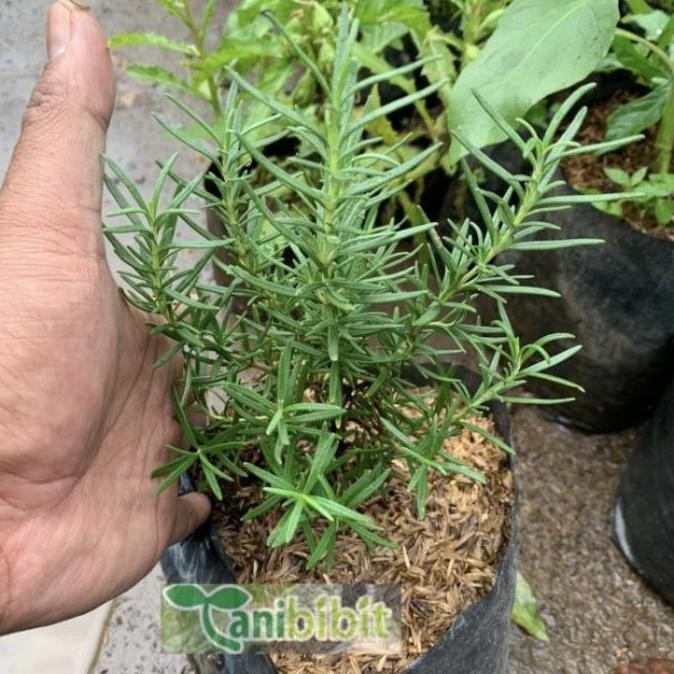 

Terlaris Ankn Bibit Tanaman Rosemary (Obat Herbal)