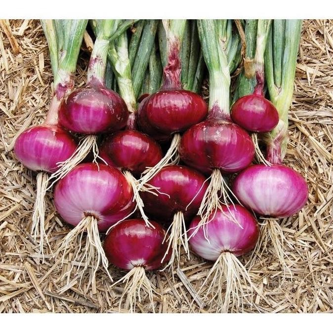 

Terlaris Nining77 - Bibit Benih Biji Bawang Merah - Red Onion For Kitchen Isi 40 Biji