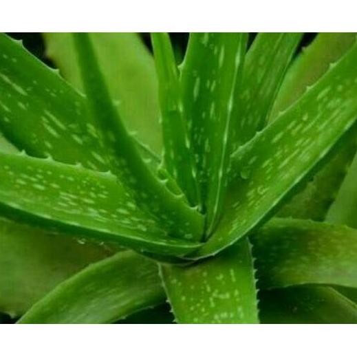 

Terlaris Tanaman Lidah Buaya / Bibit Aloevera ( 40 - 50Cm ) Terlarissss