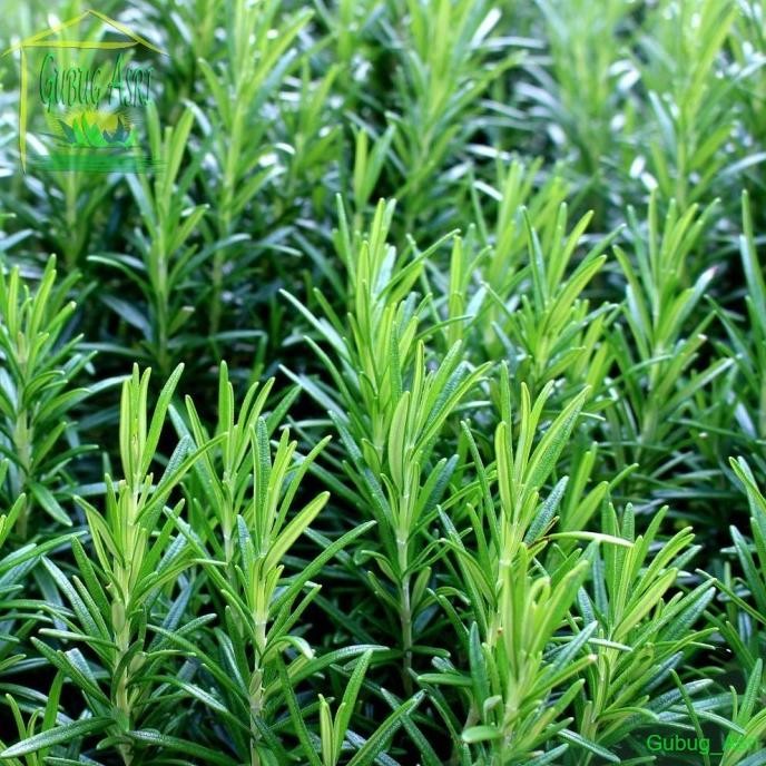 

Terlaris Bibit Benih Biji Herb Rosemary - Benih Tanaman Pohon Herb Rosemary -