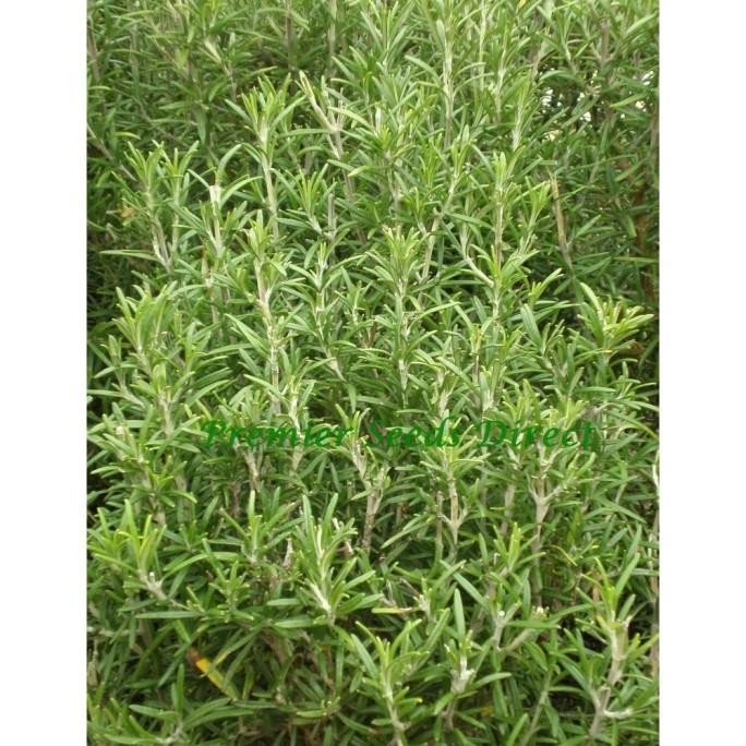 

Terlaris New Rosemary 10 Biji (Benih Biji Bibit Tanaman Sayur Sayuran) Grosir