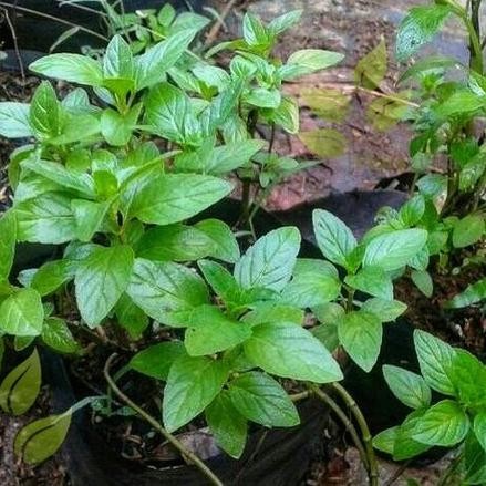 

Terlaris Bibit Tanaman Mint Bibit Daun Mint Bibit Peppermint Pohon Mint