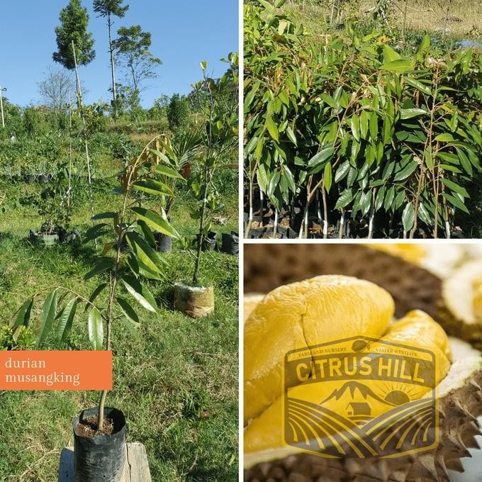 

Terlaris Jual Bibit Durian Musangking