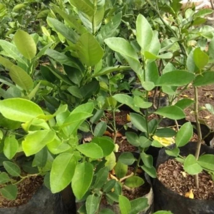 

Terlaris Bibit Tanaman Jeruk Nipis Okulasi (Cepat Berbuah) Gnbtvj 6427Jh