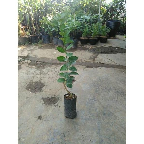 

Terlaris Bibit Jeruk Nipis Bangkok Okulasi Dorlyi 7705Mo