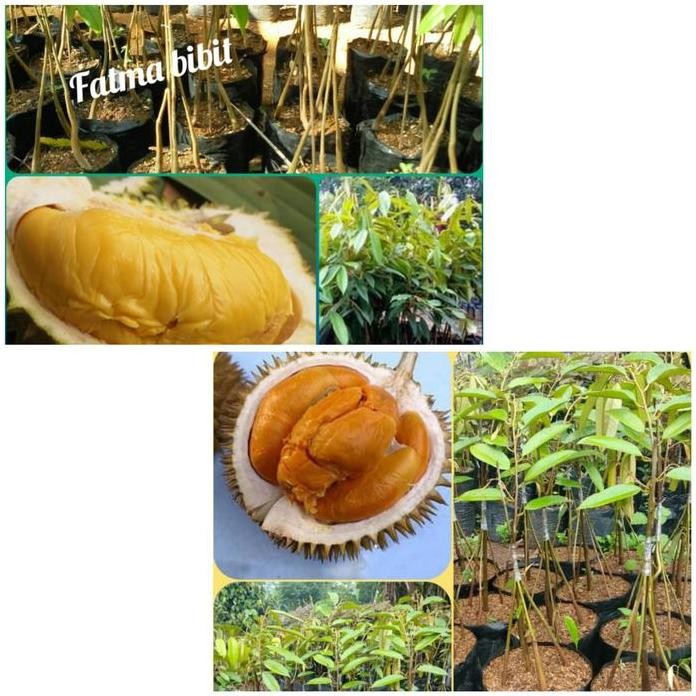 

Terlaris Bibit Durian Musangking Kaki 3 Dan Durian Duri Hitam Kaki 5,4 Batang